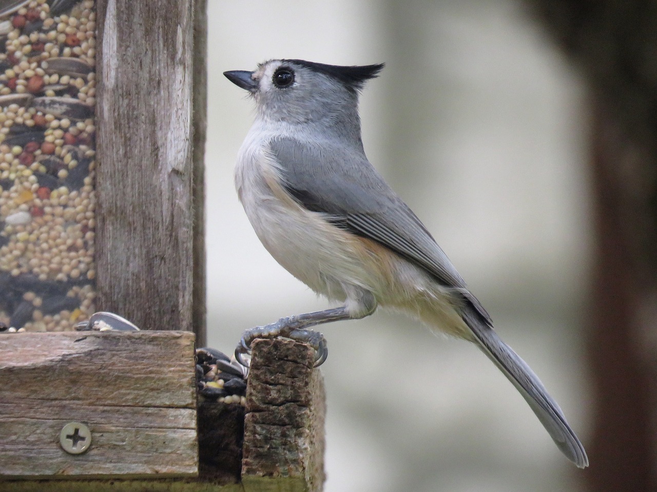 bird cute wildlife free photo