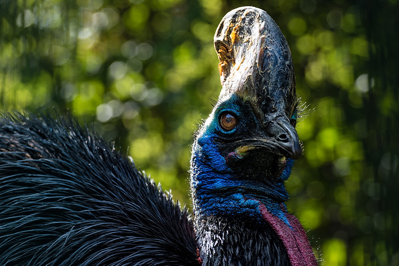 bird zoo plumage free photo