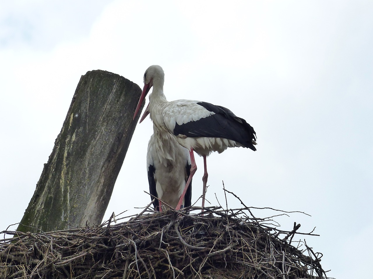 bird nature storks free photo