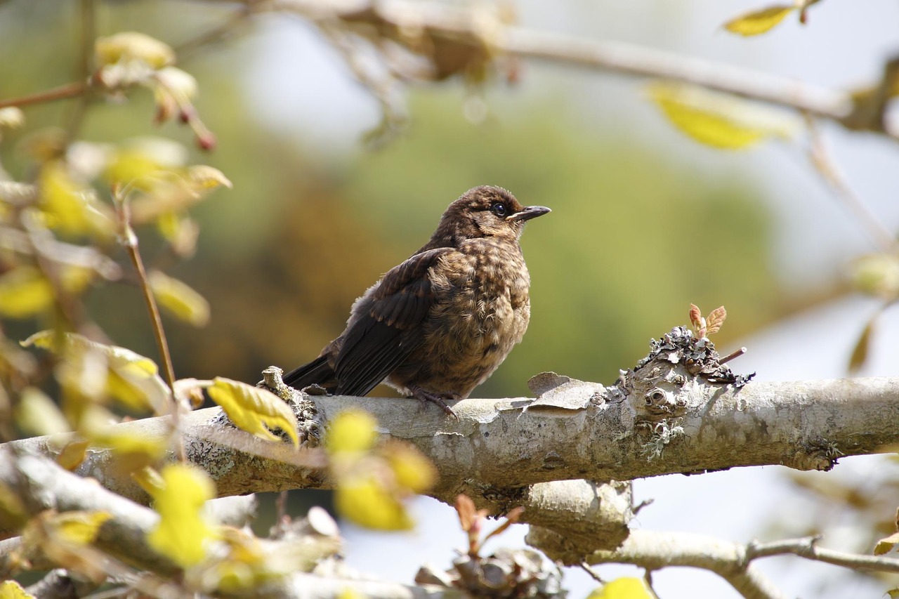 bird brown tree free photo