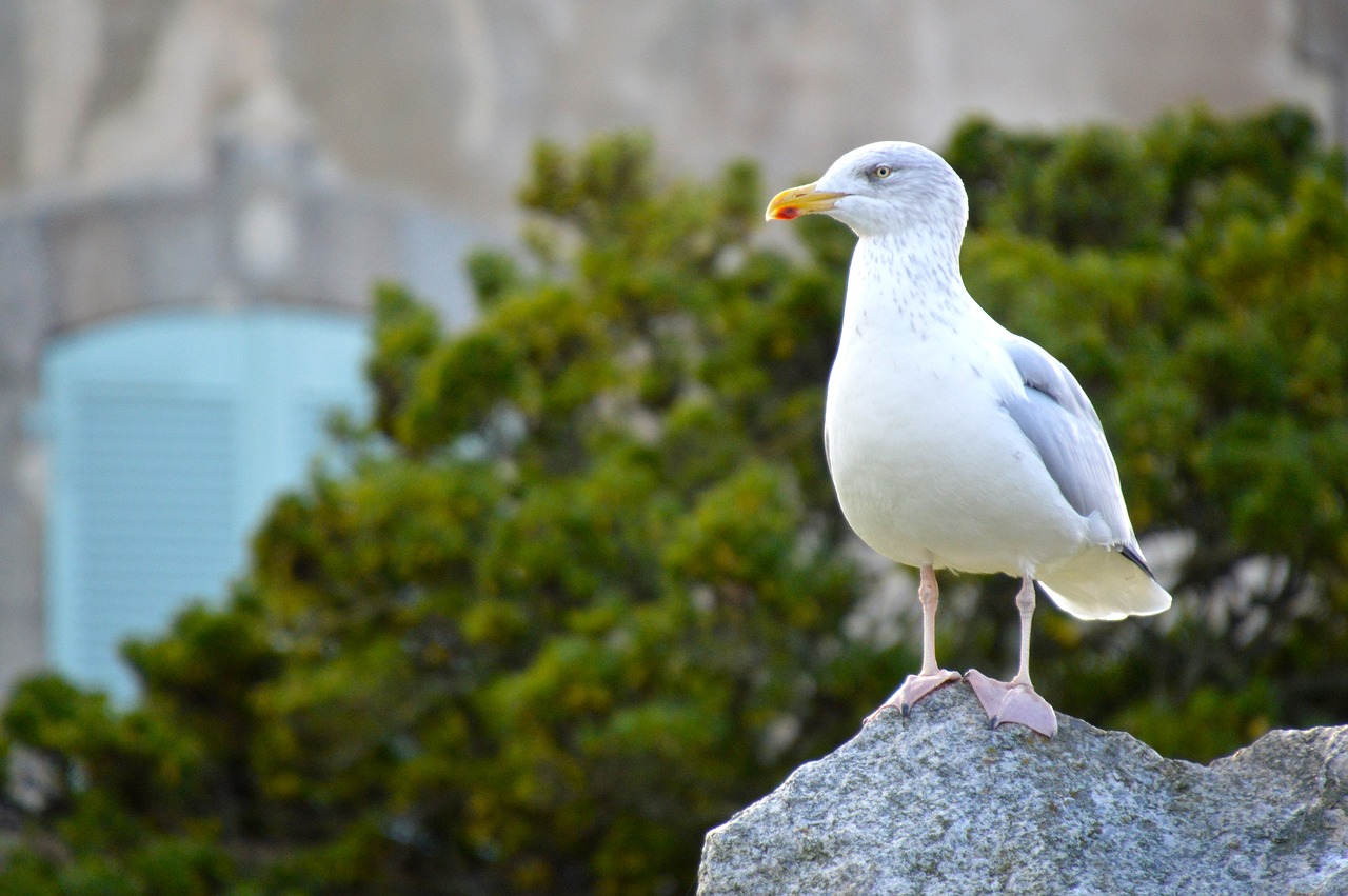 bird sea seagull free photo