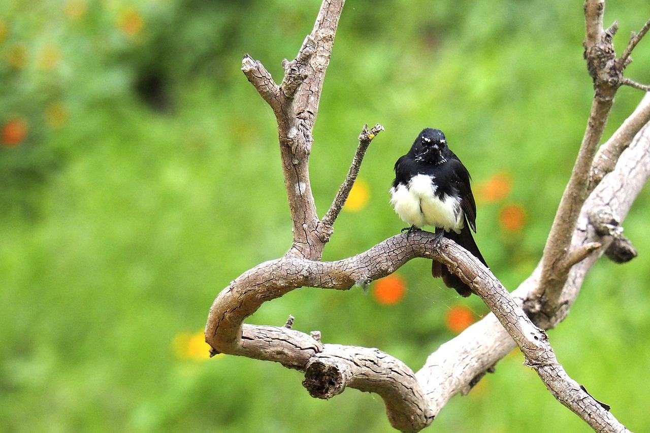 bird wagtail fauna free photo