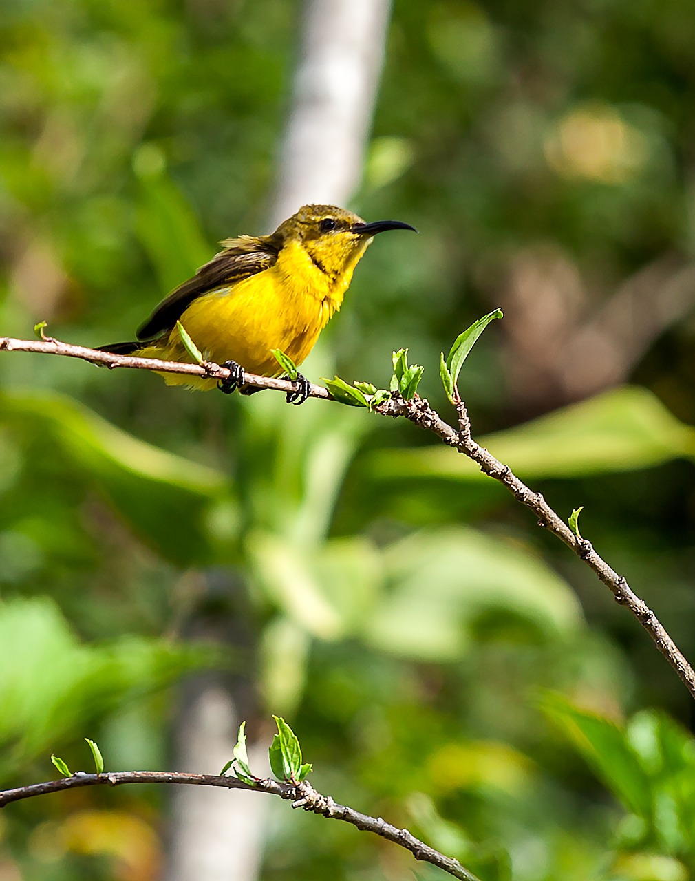 bird olive-backed sunbird tropical birds free photo