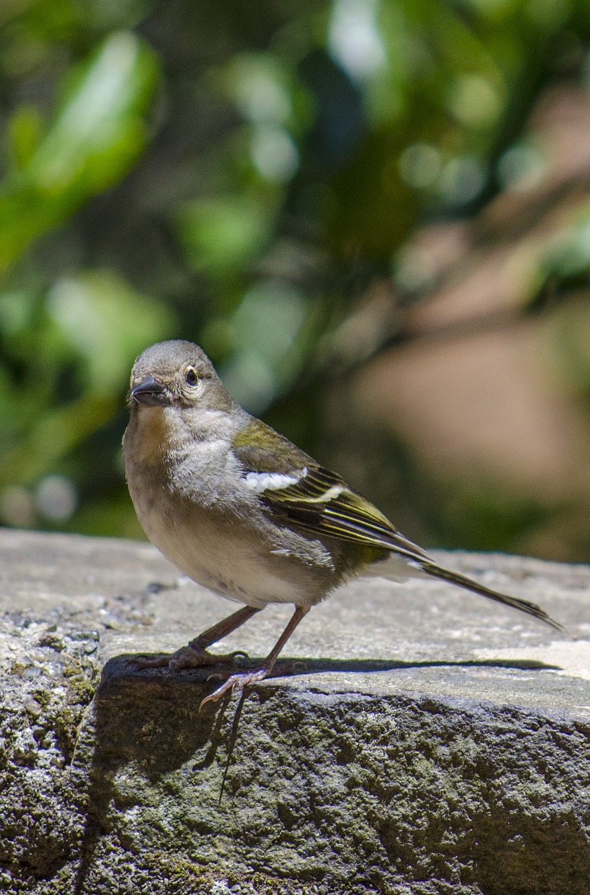 bird nature the sparrow free photo