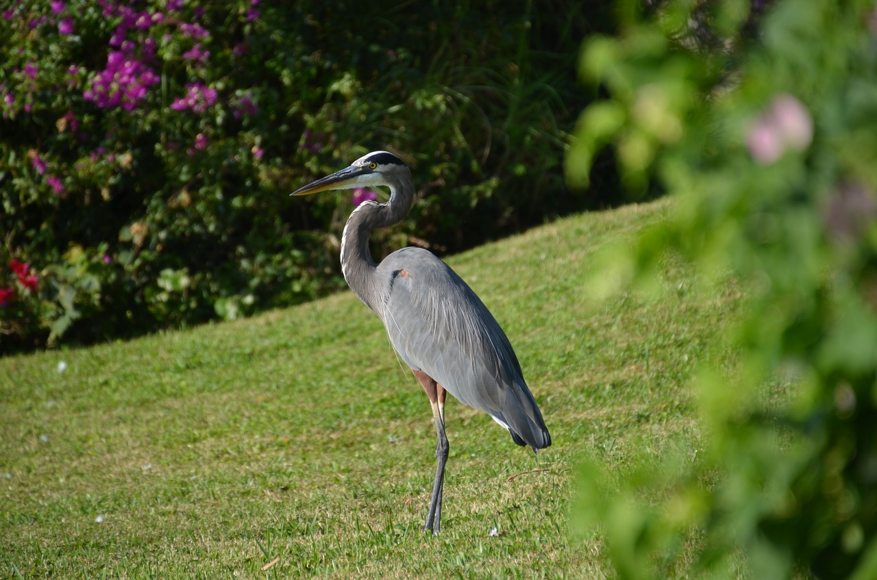 bird nature heron free photo