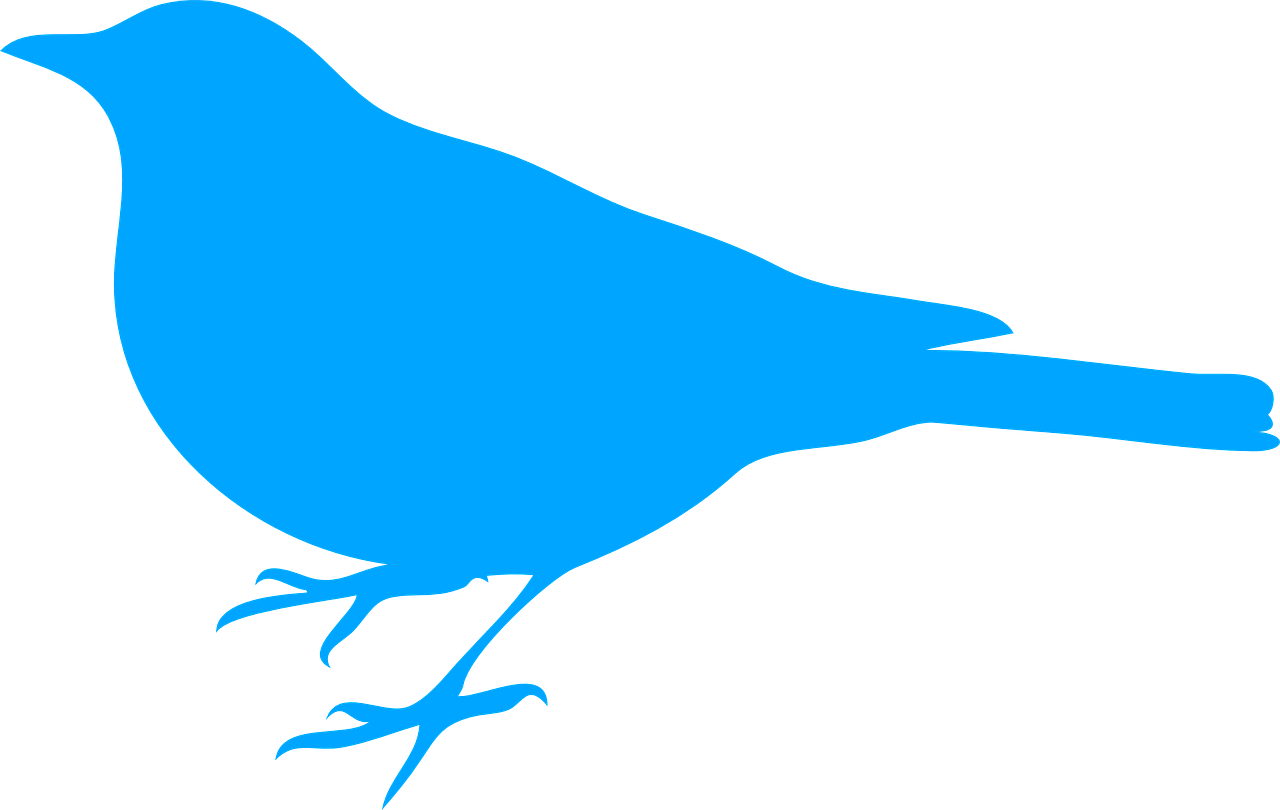 bird blue silhouette free photo