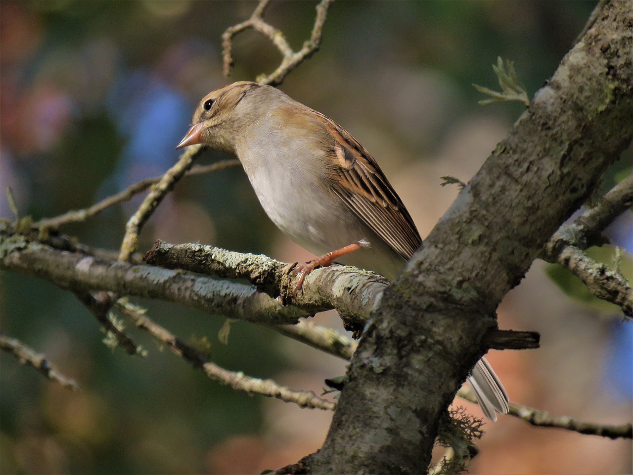 bird wildlife tree free photo