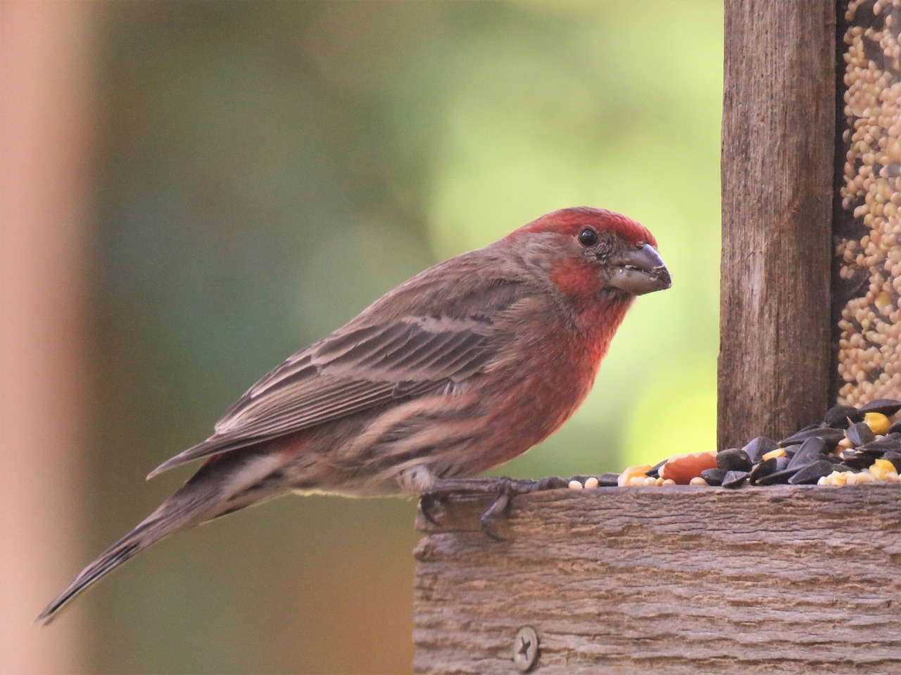 bird colorful wildlife free photo