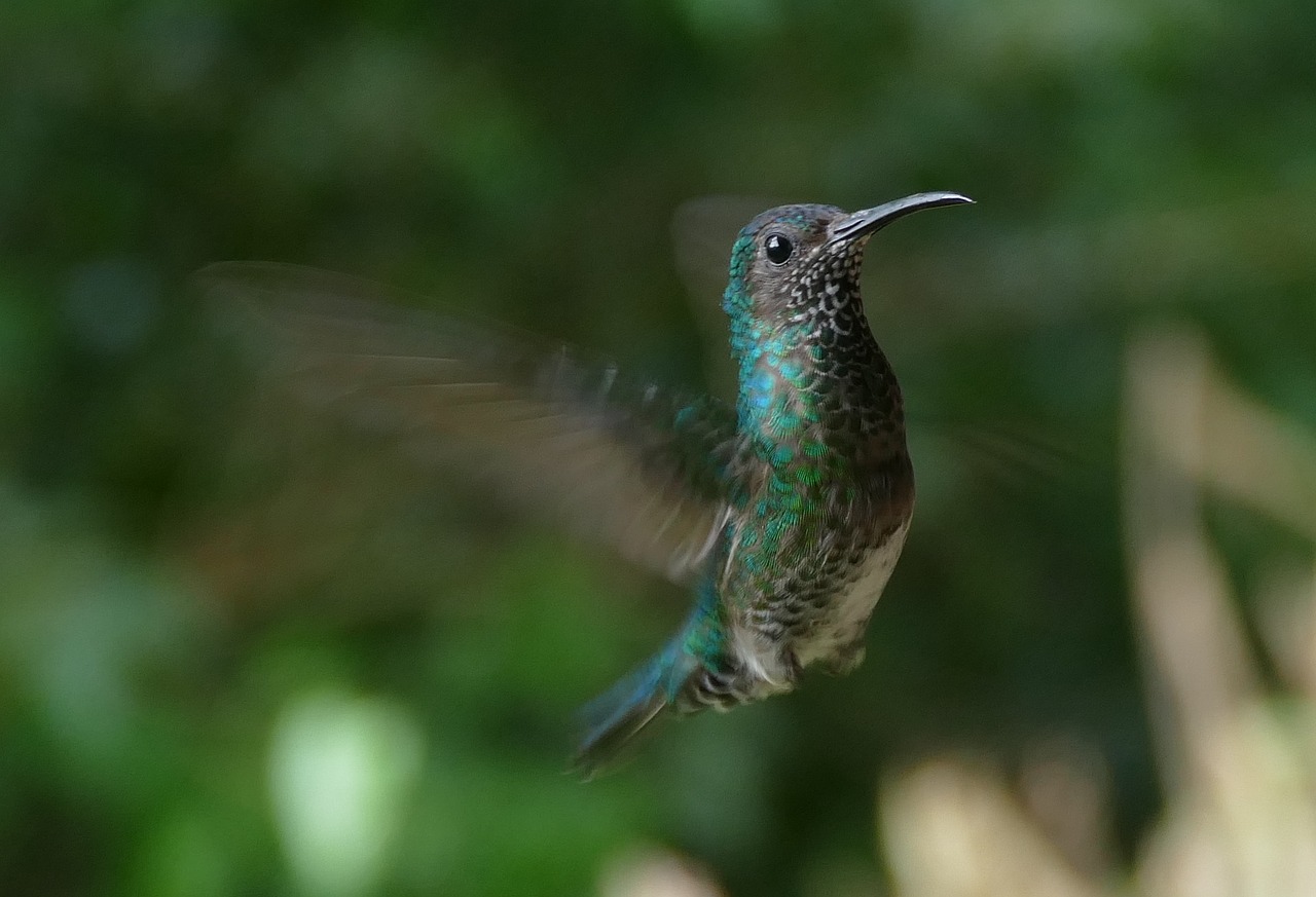 bird nature tropical bird free photo