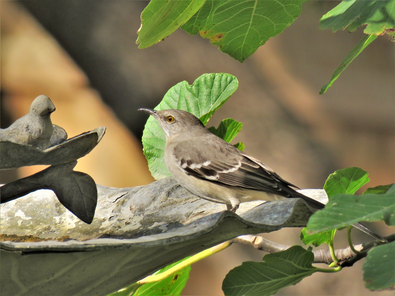 bird songbird mockingbird free photo
