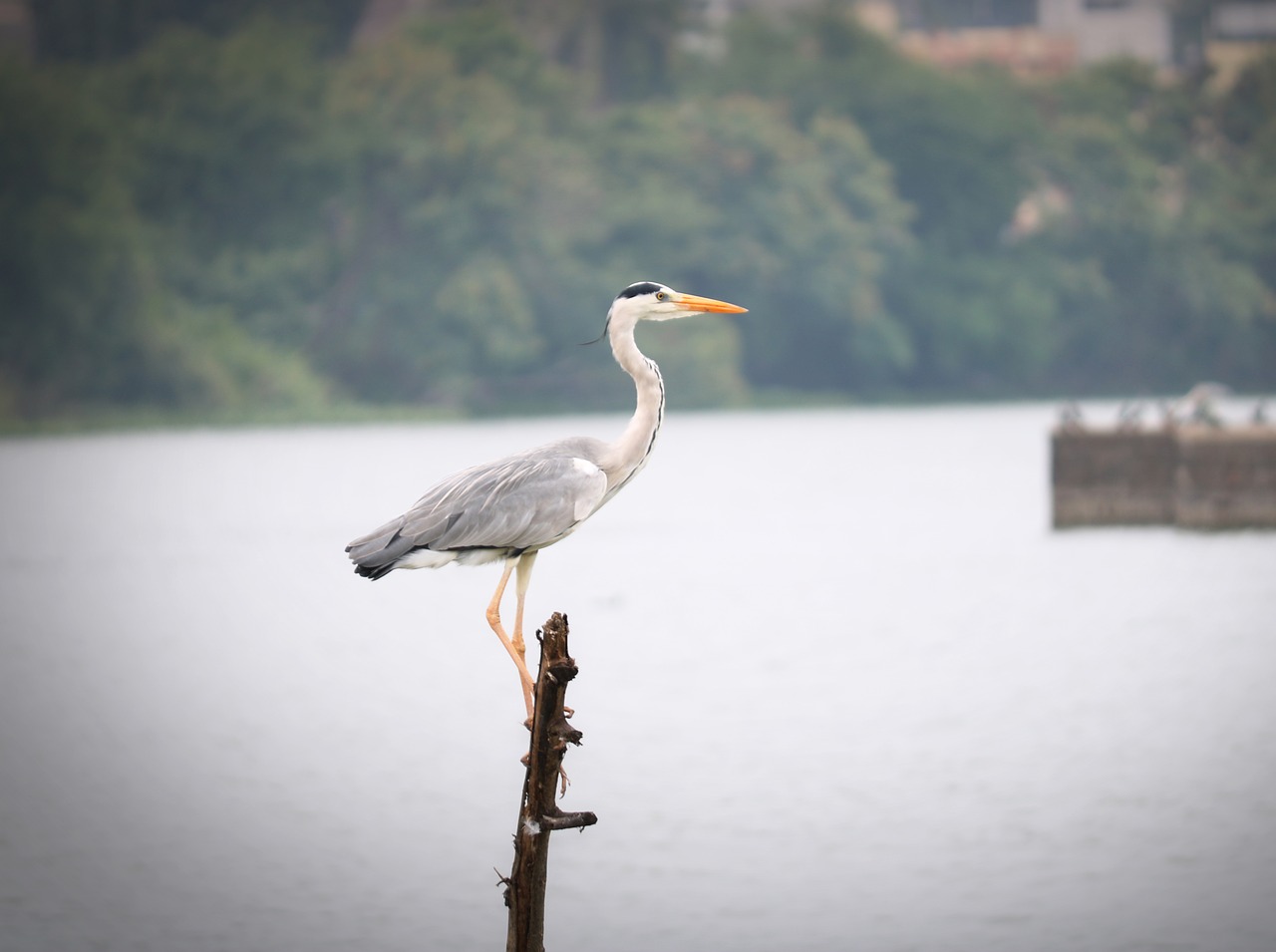 bird crane nature free photo