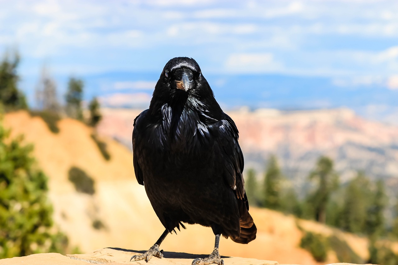 bird animal crow free photo