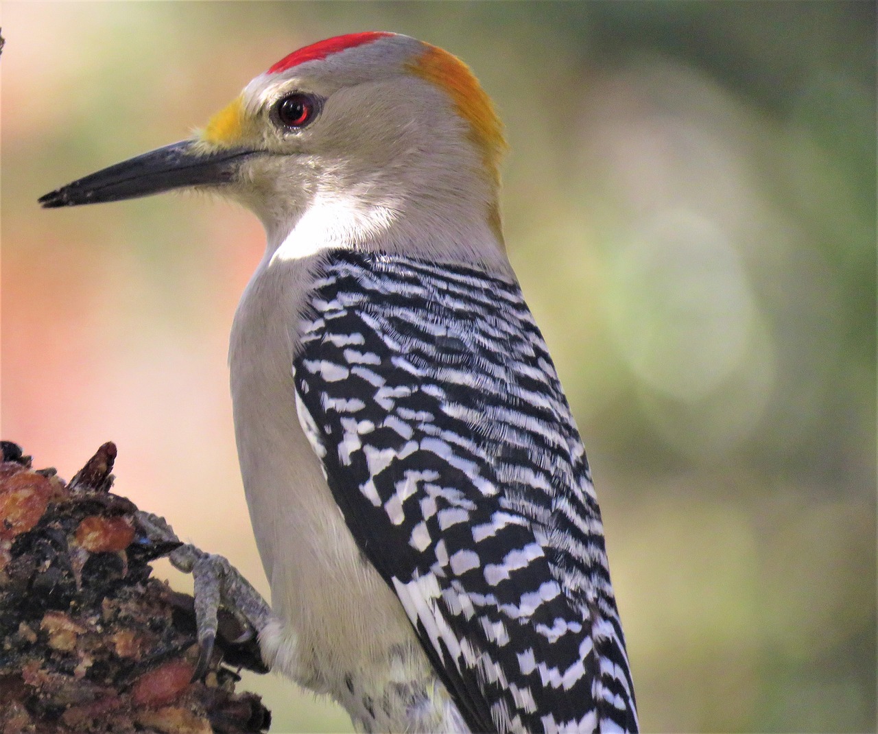 bird woodpecker close up free photo