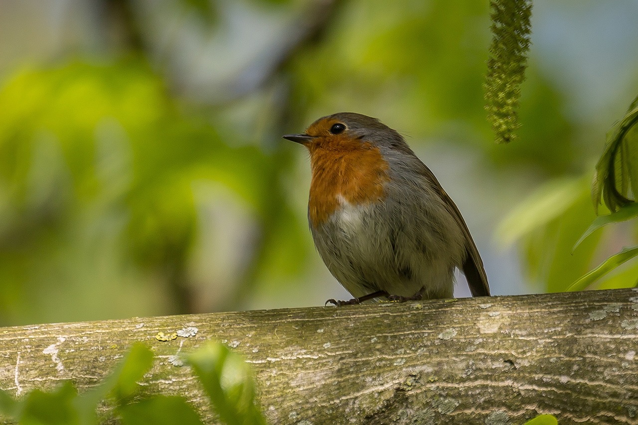 bird songbird nature free photo