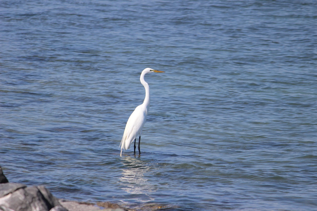 bird florida wildlife free photo