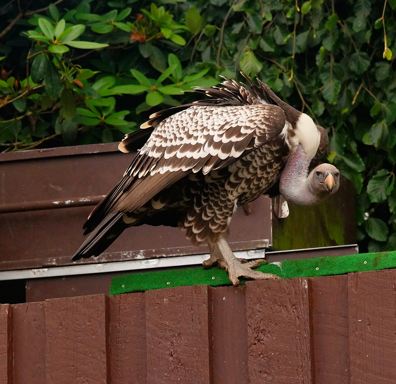 bird vulture scavengers free photo