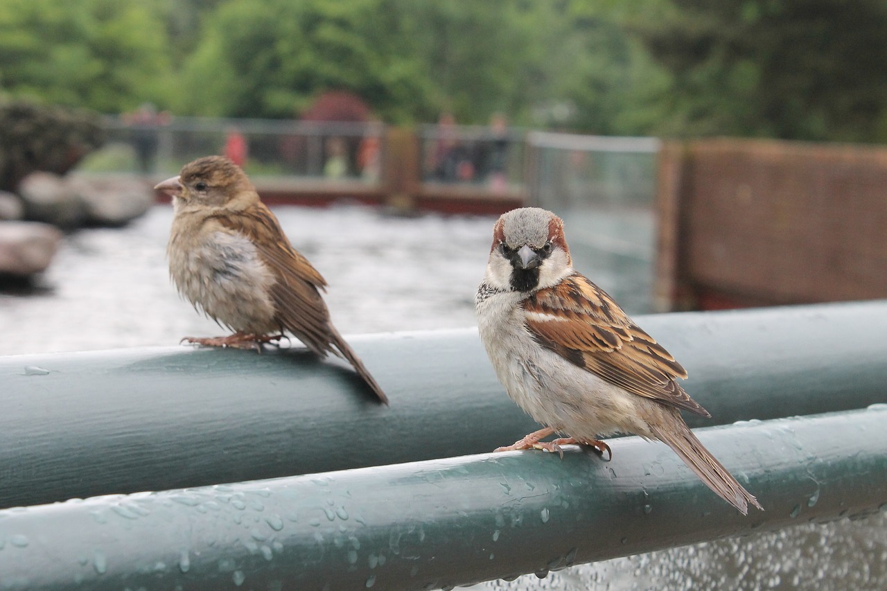 bird plumage animal free photo