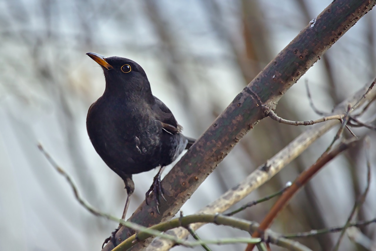 bird thrush nature free photo