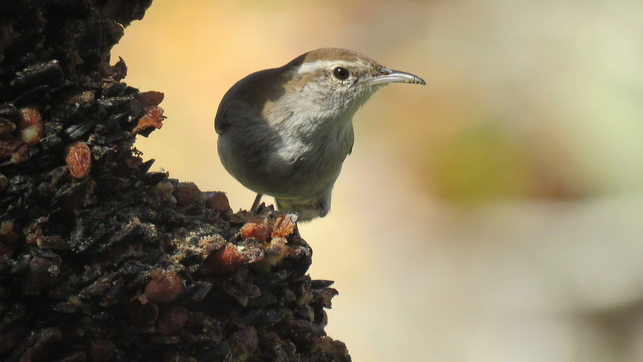 bird tiny cute free photo