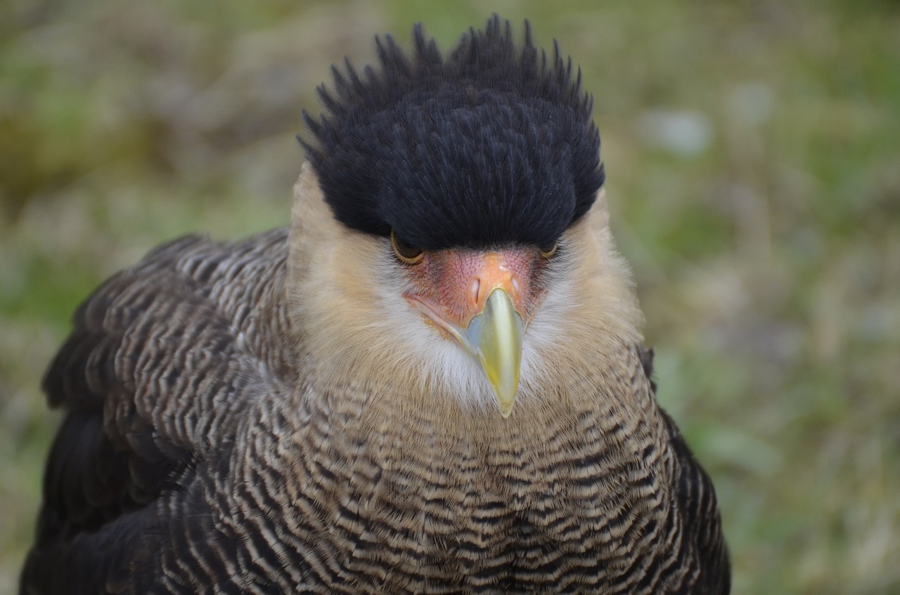 bird vulture scavengers free photo