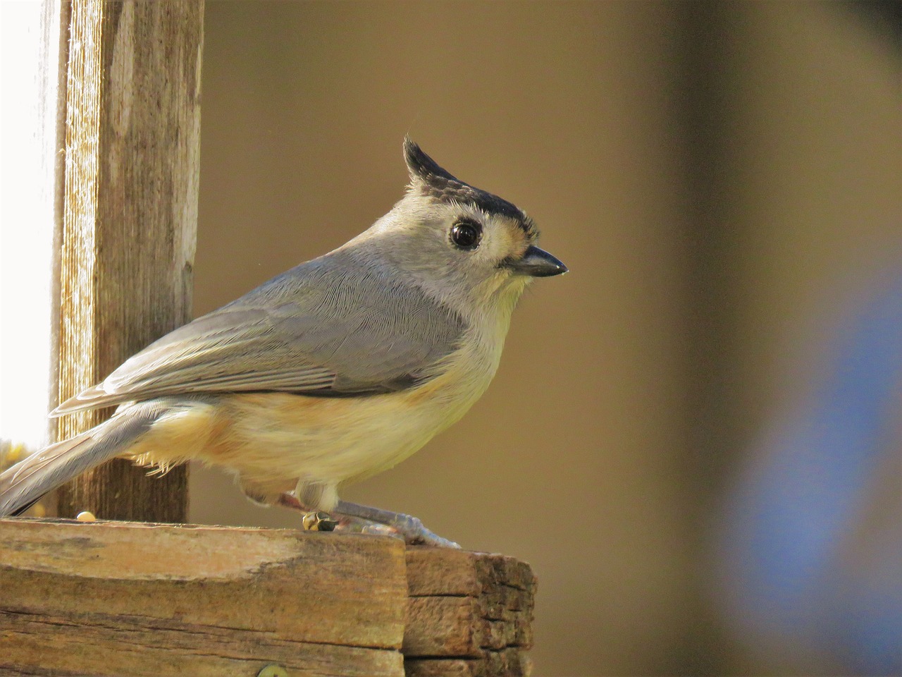 bird cute wildlife free photo