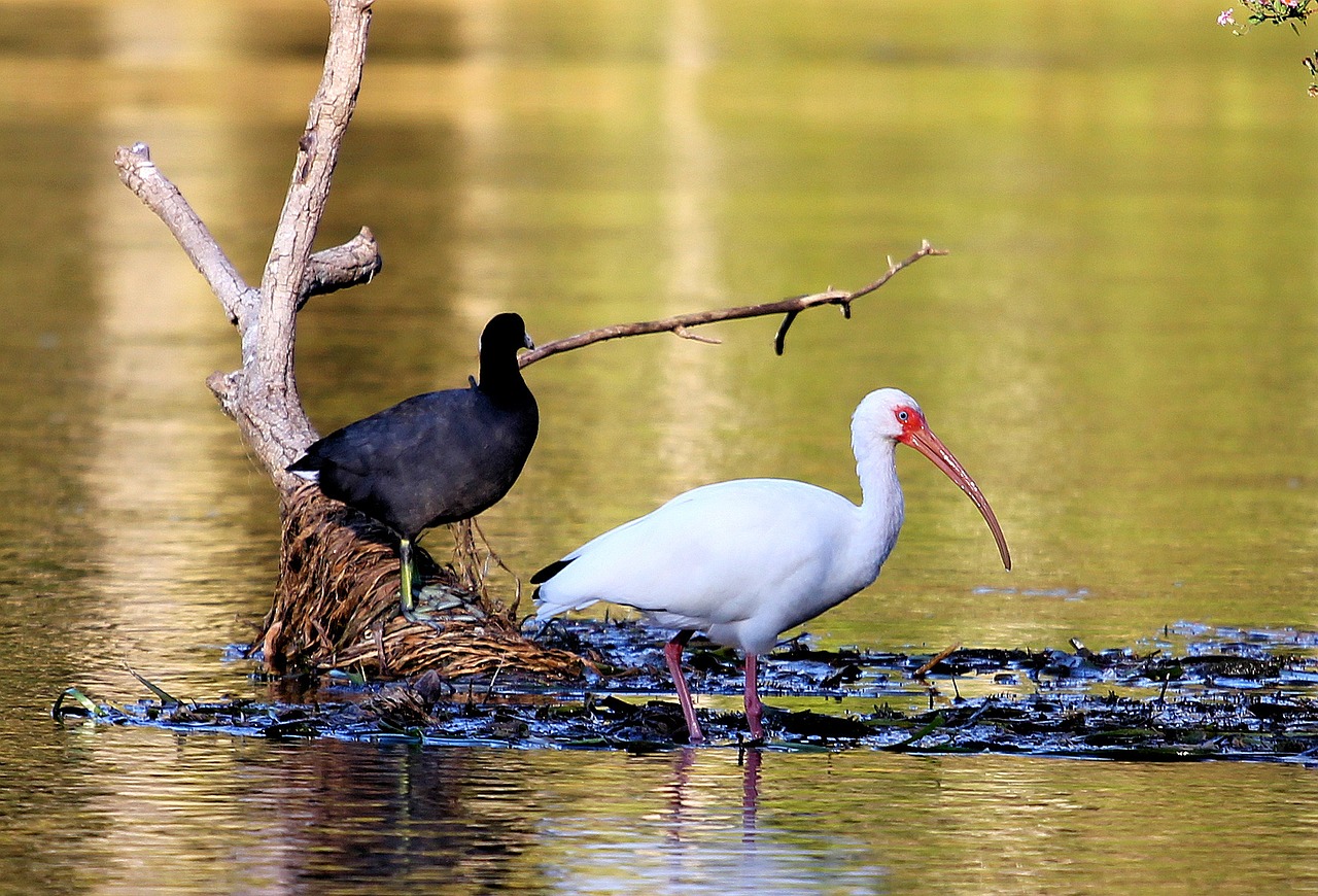 bird swamp ibis free photo