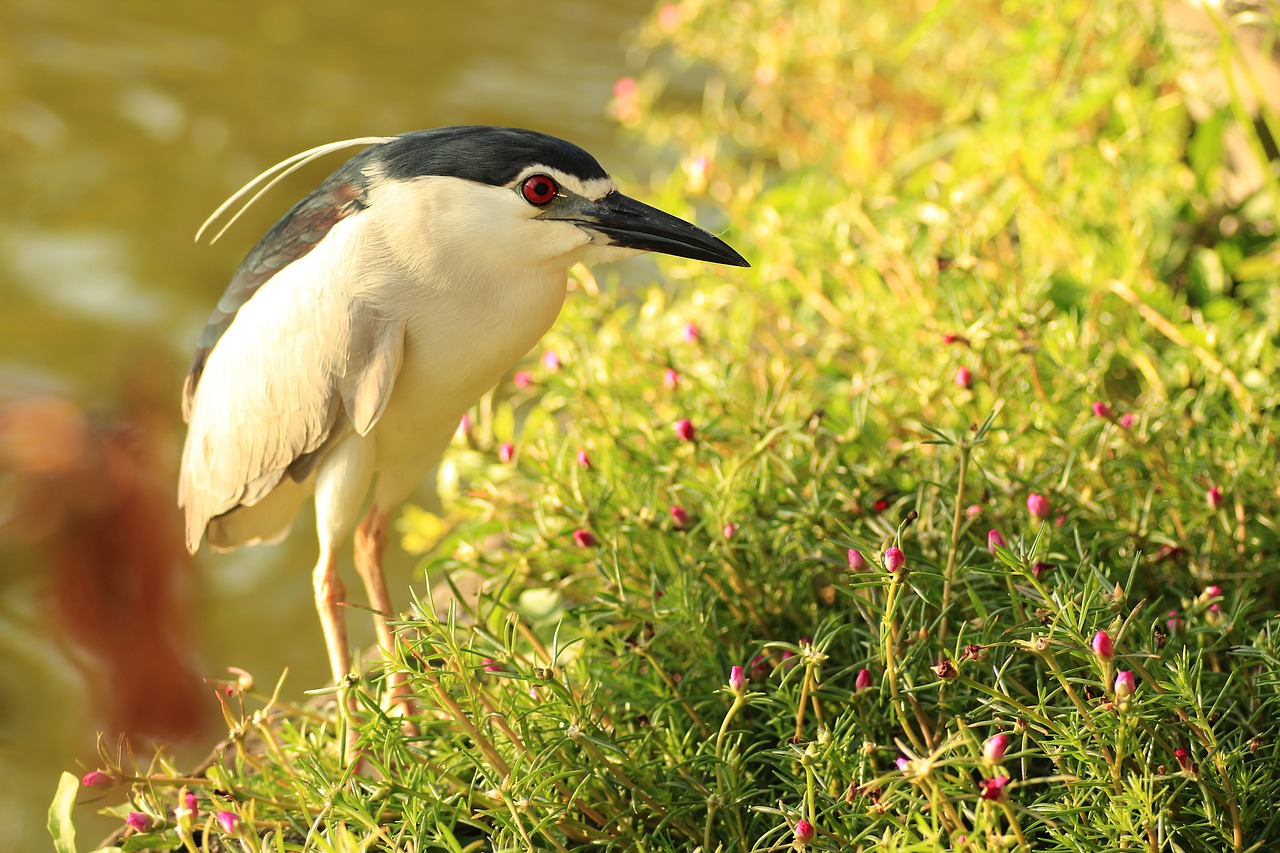 bird bali heron free photo
