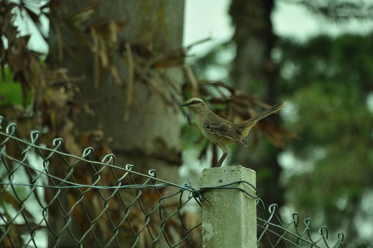 bird brazilian fauna animals free photo