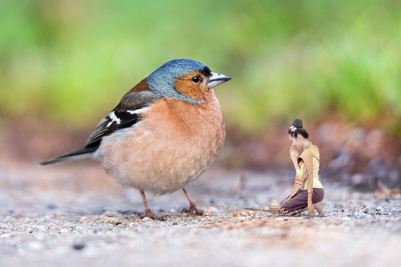 bird chaffinch nature free photo