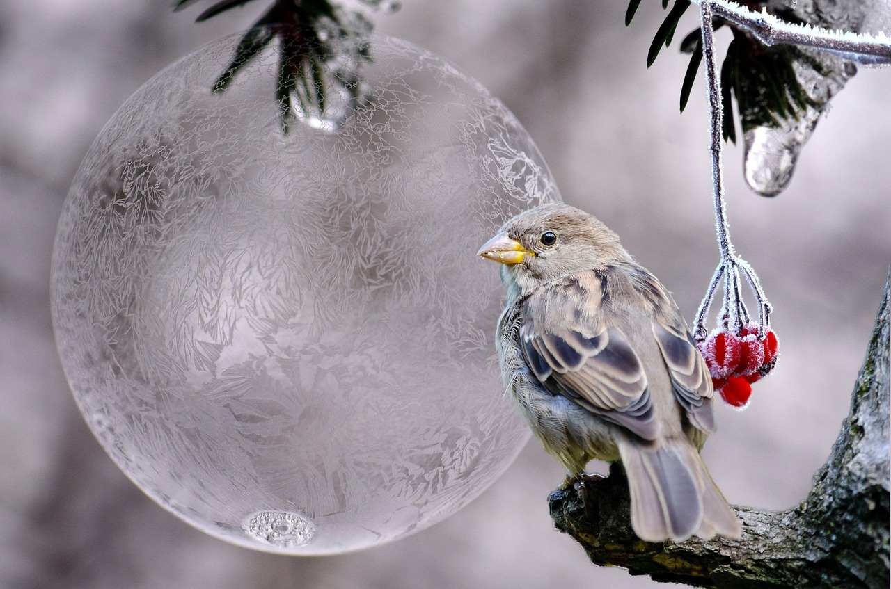 bird winter berries free photo