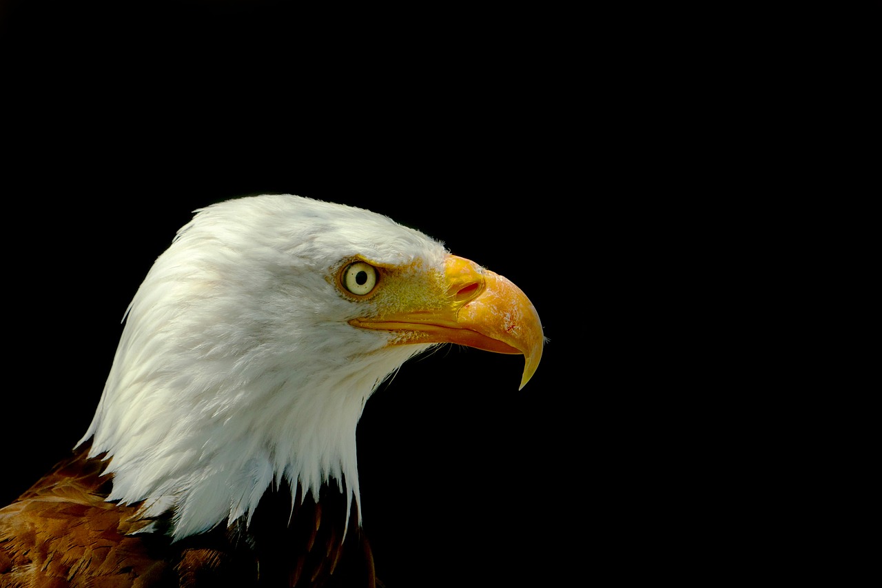 bird adler bald eagle free photo