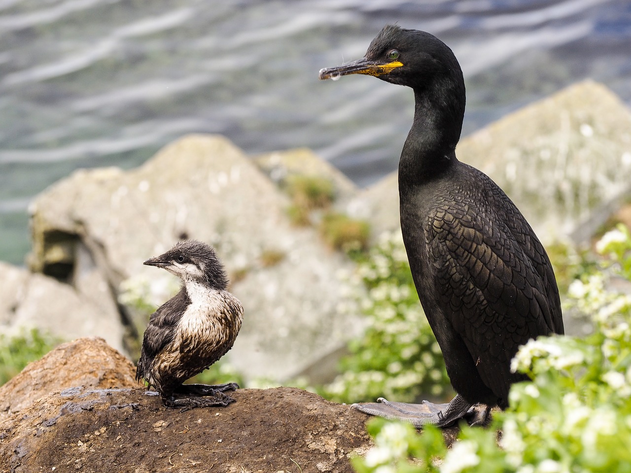 bird chick nature free photo