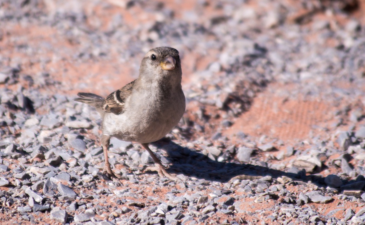 bird desert southwest free photo