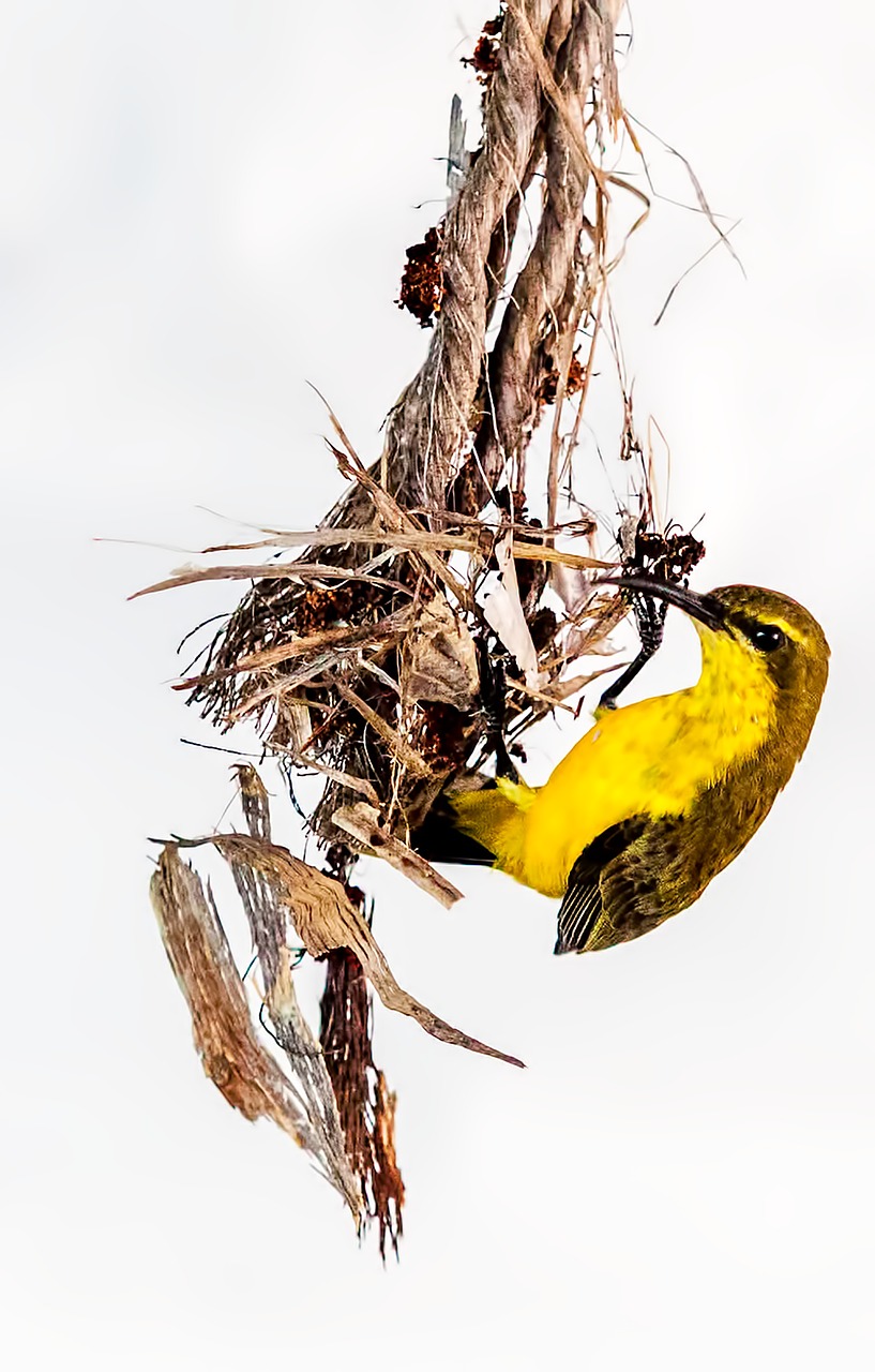 bird olive backed sunbird nest building free photo
