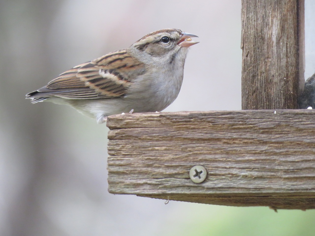 bird cute wildlife free photo