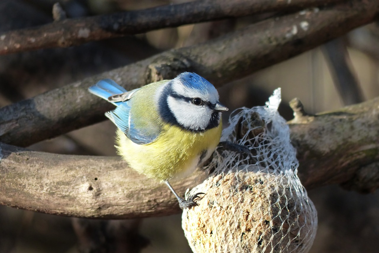 bird blue tit foraging free photo