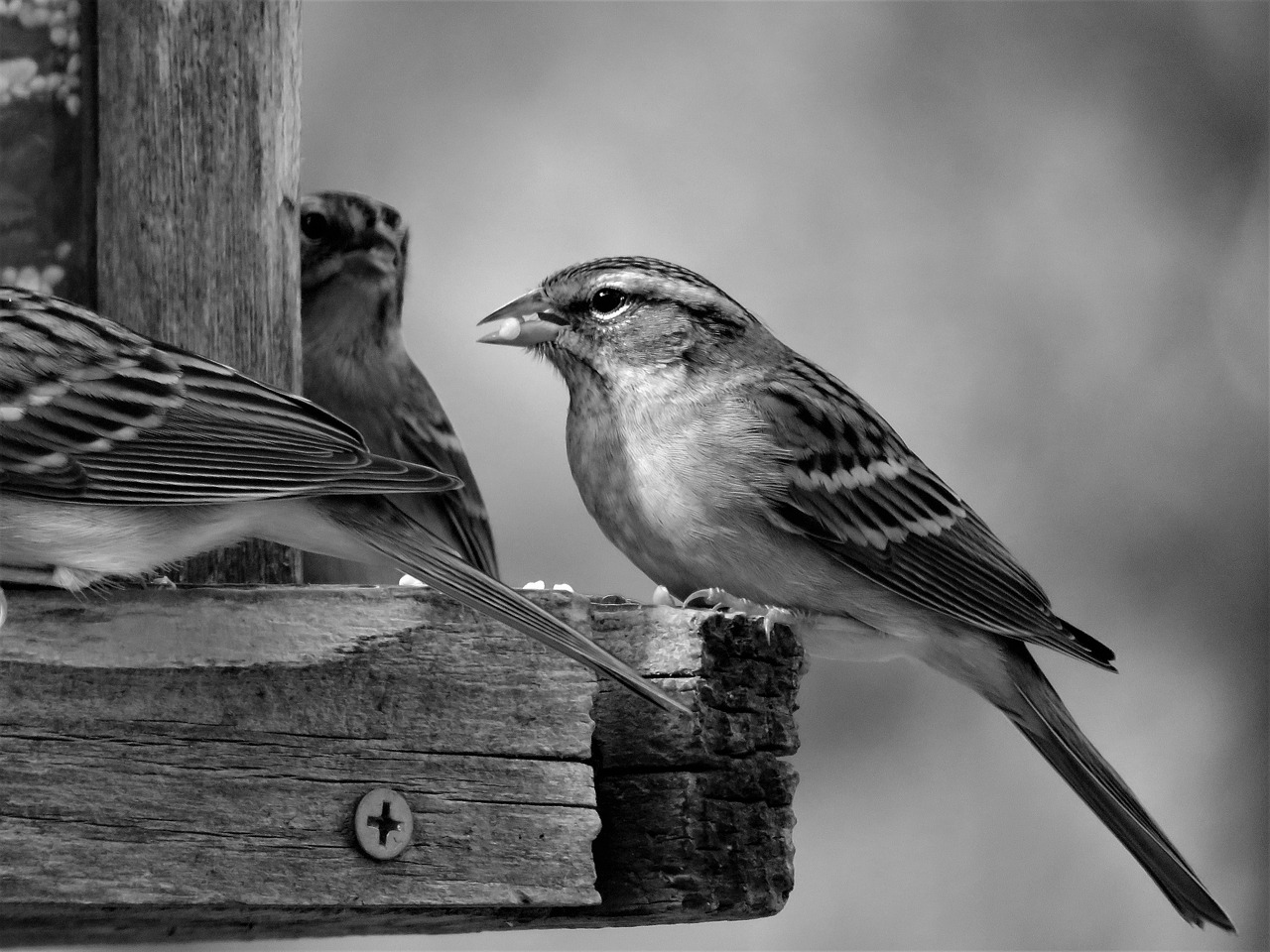 bird black and white wildlife free photo