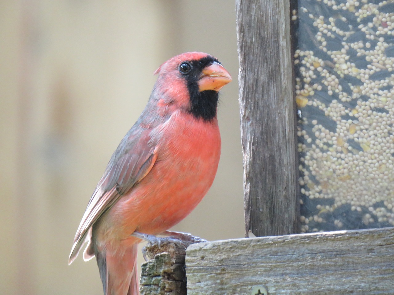 bird nature songbird free photo