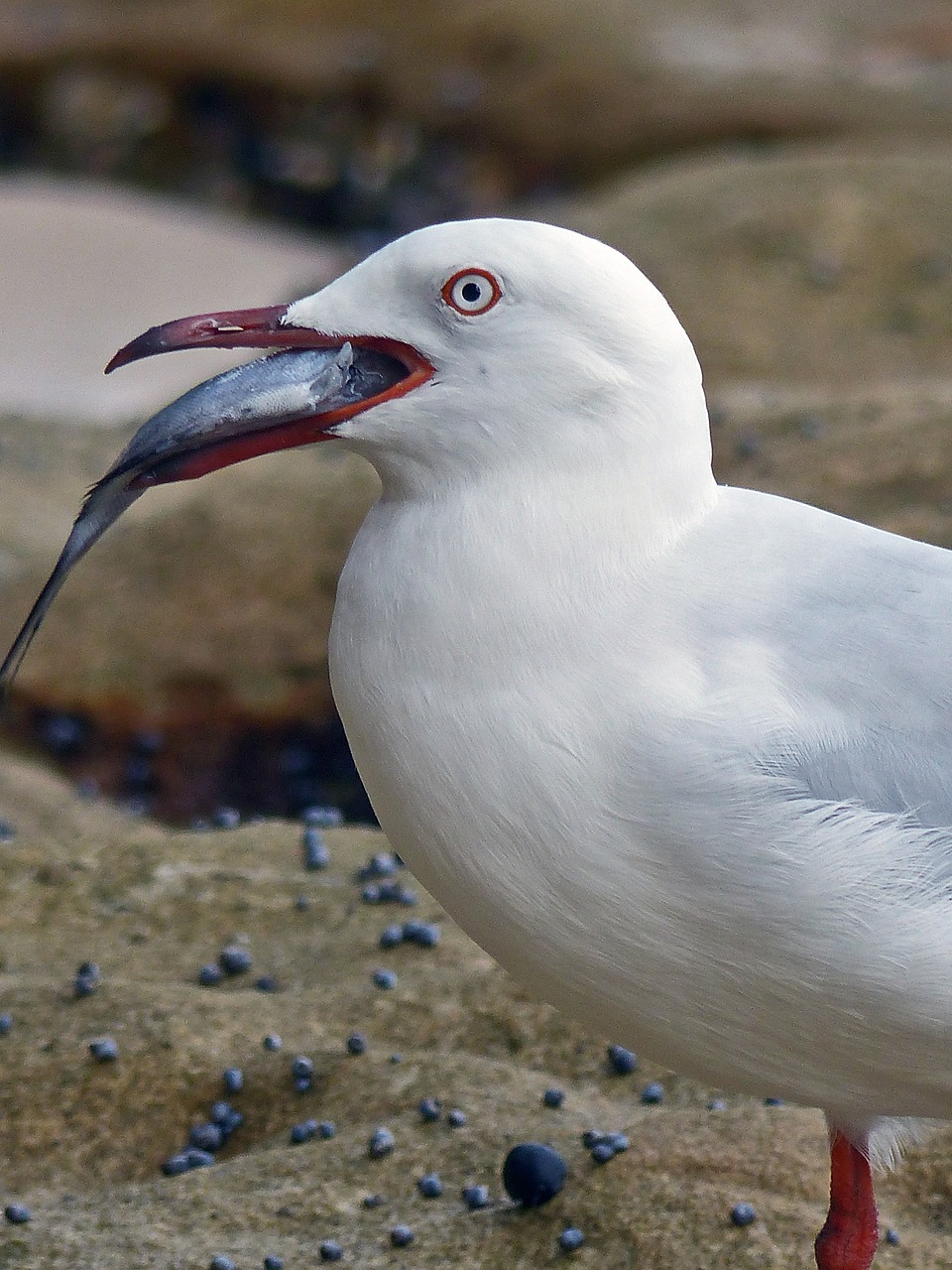 bird nature sea free photo