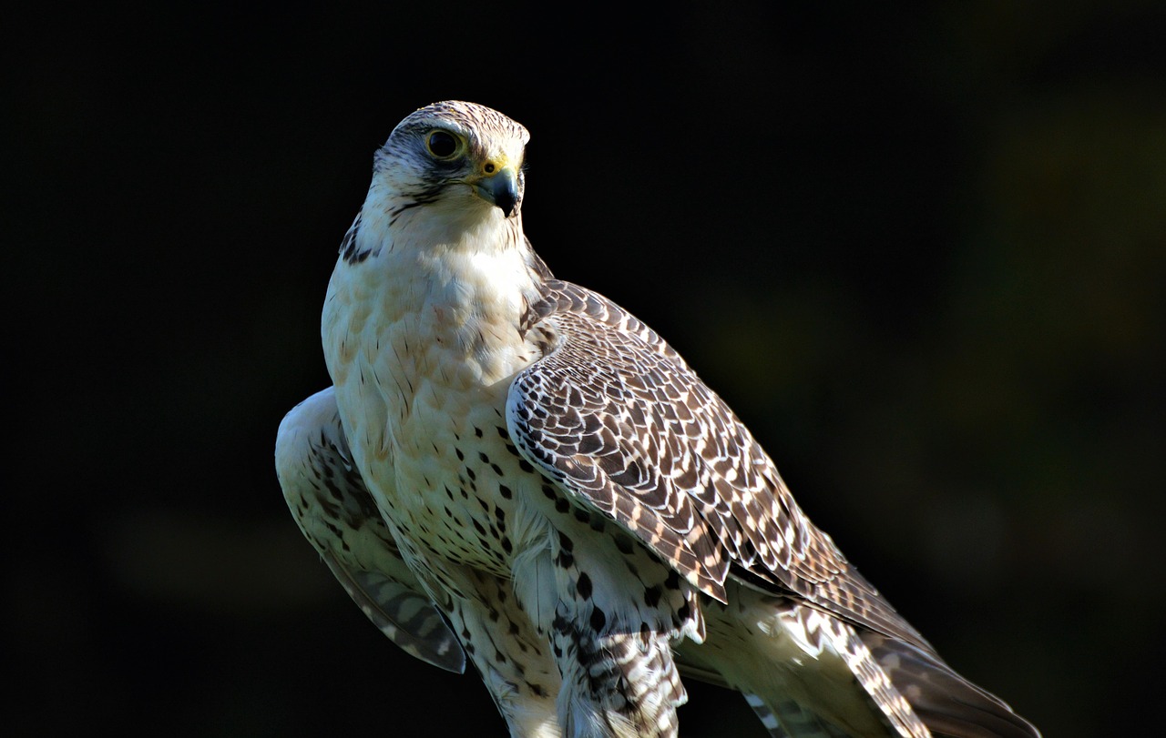 bird tierwfalke raptor free photo