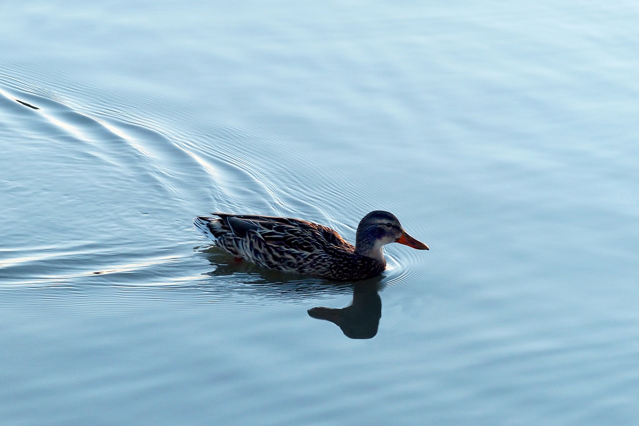 bird lake waters free photo