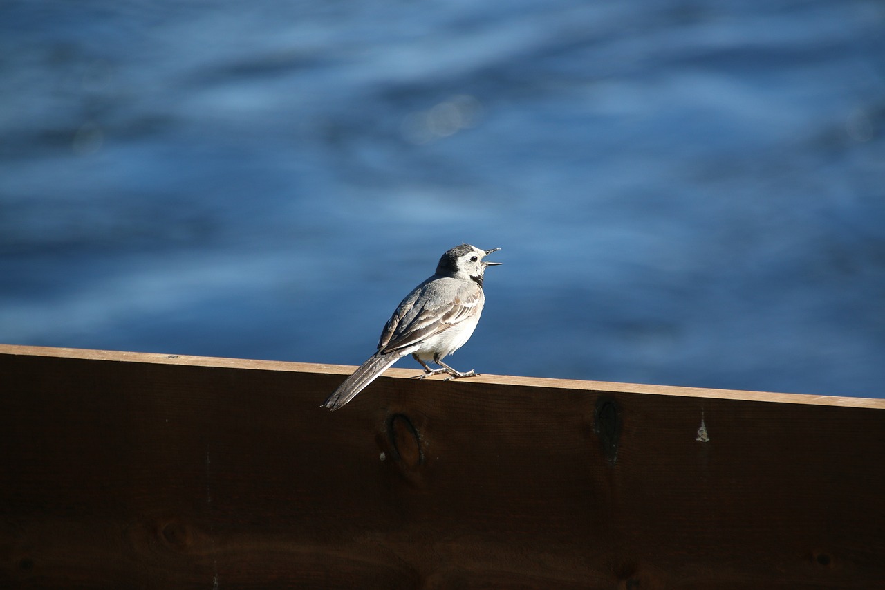 bird outdoors nature free photo