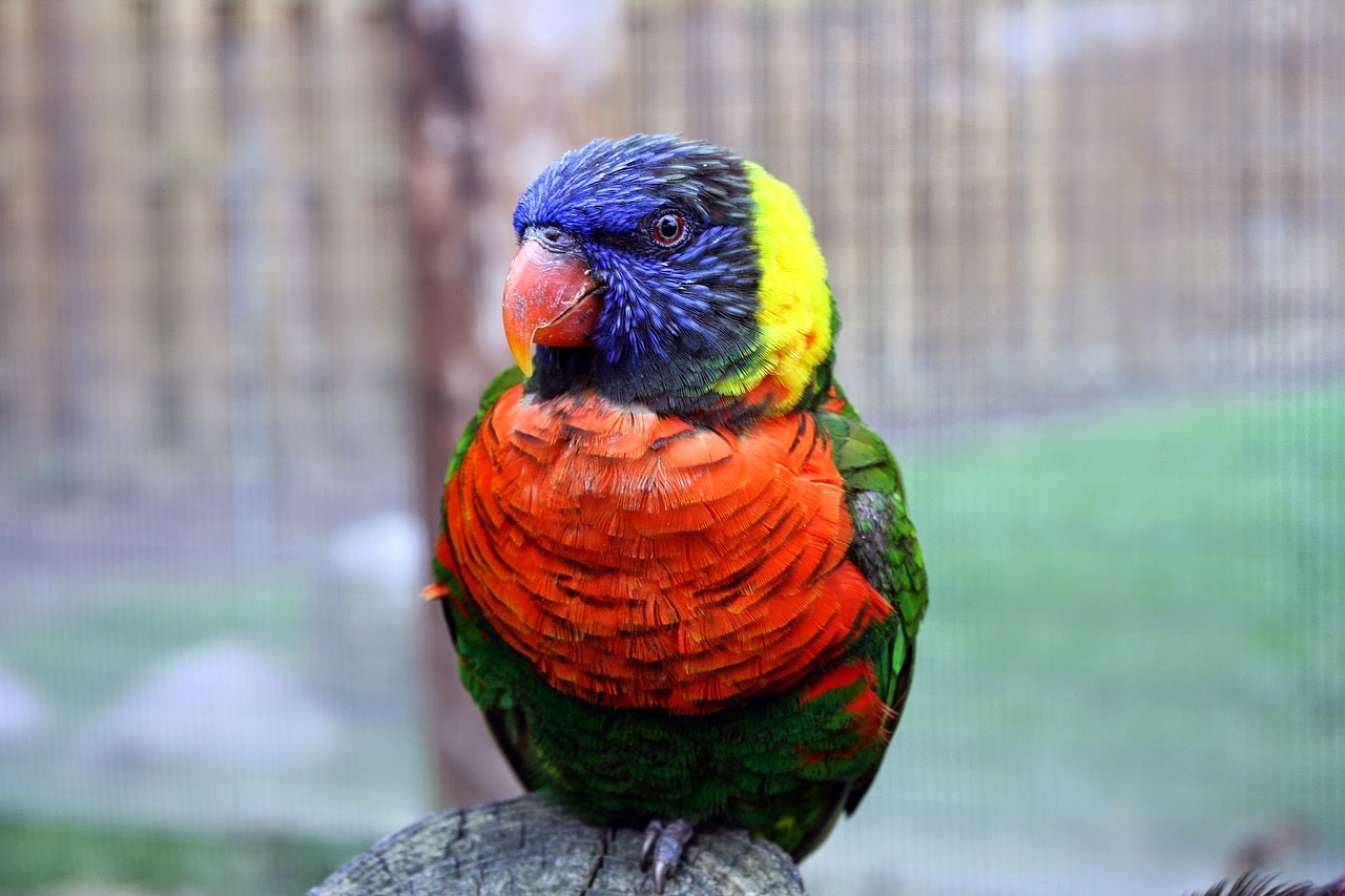 bird tropical colorful free photo