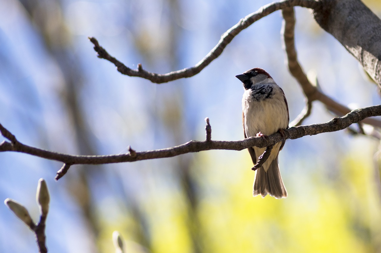 bird day animal free photo