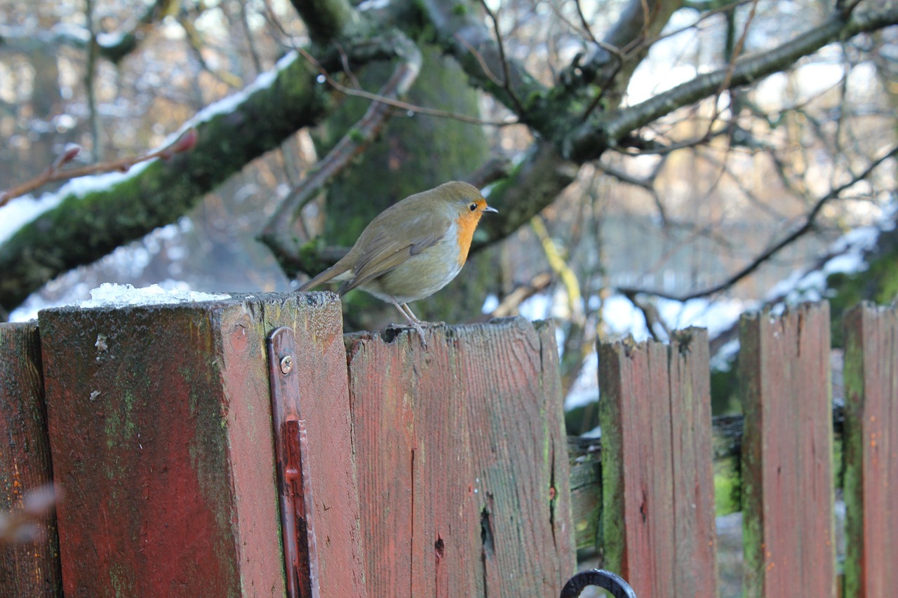 bird robin nature free photo