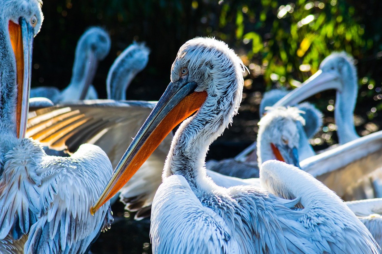 bird feather nature free photo