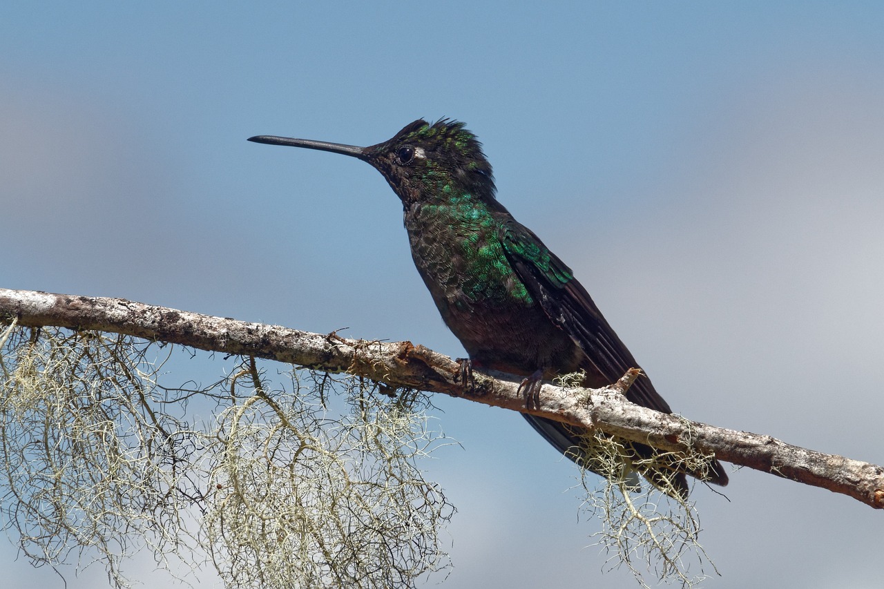 bird nature animal world free photo