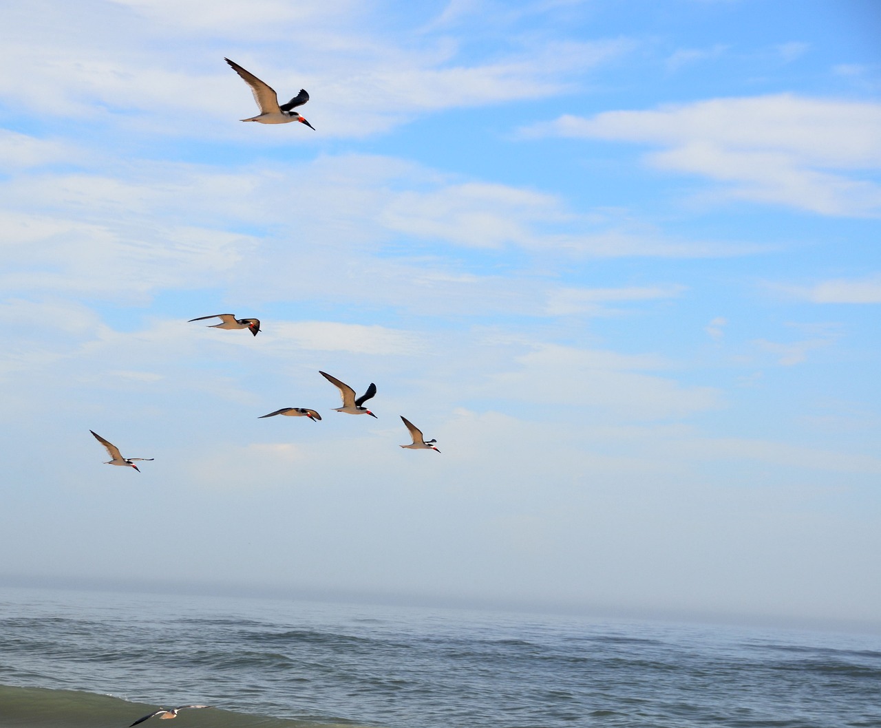 bird seagulls nature free photo