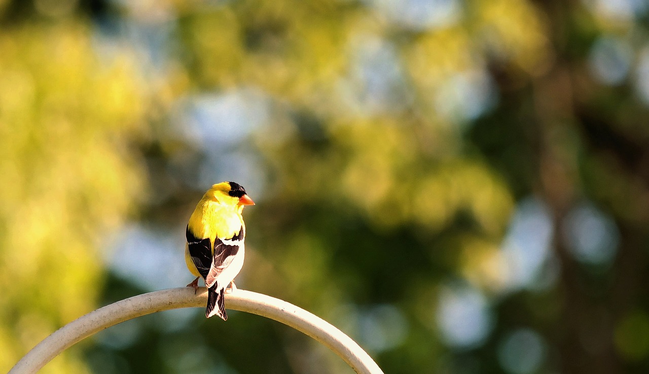 bird nature wildlife free photo