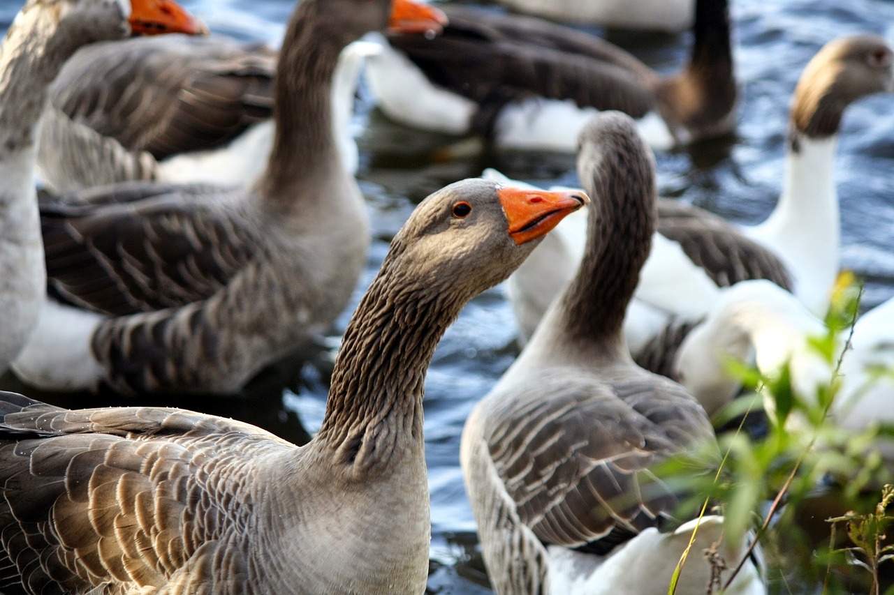 bird wildlife goose free photo